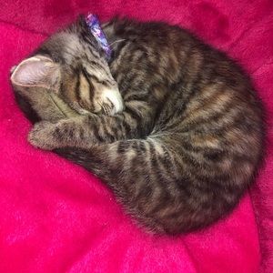 Meet your Posher, Tamara